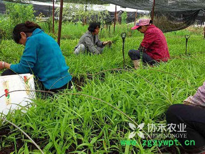 协禾农业 中药材白芨种植让 你发家致富图5