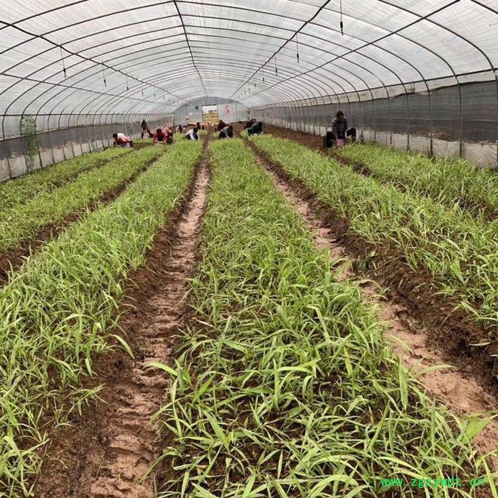 协禾农业 中药材白芨种植让 你发家致富图6