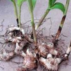 协禾农业 中药材白芨种植让 你发家致富图7