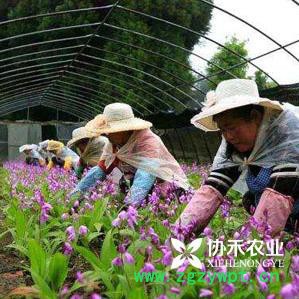 协禾农业 中药材白芨种植让 你发家致富图2
