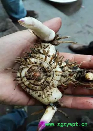 奇草荟紫花大白芨种苗