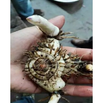 奇草荟紫花大白芨种苗