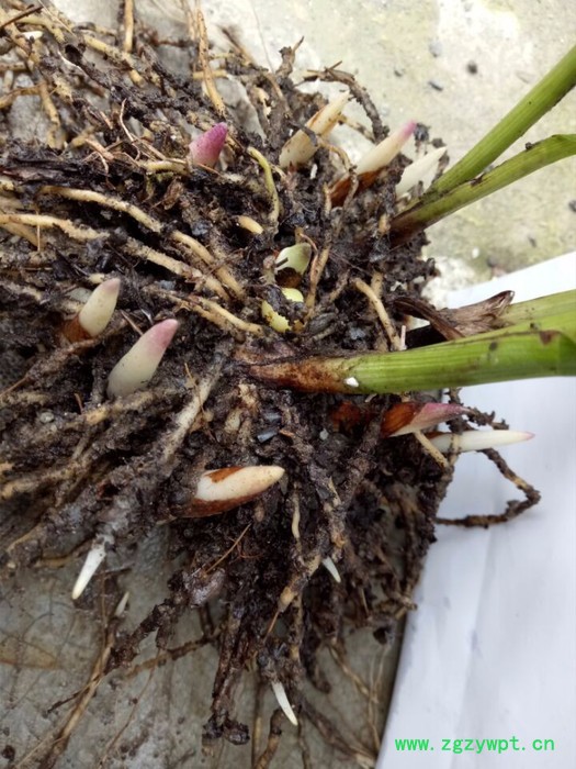 奇草荟紫花大白芨种苗图2