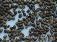 供应苦参种子 中草药类 药材种子 药材种子、种苗 内蒙苦参种子 种籽图3