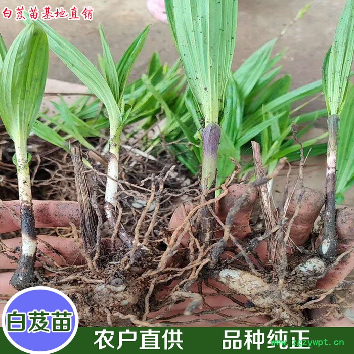 鑫燎三农 白芨苗基地现货 白芨苗精选厂家图4