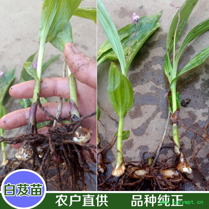 鑫燎三农 白芨苗基地现货 白芨苗精选厂家图7
