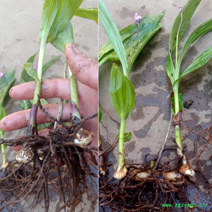 鑫燎三农 白芨苗基地现货 白芨苗精选厂家图2