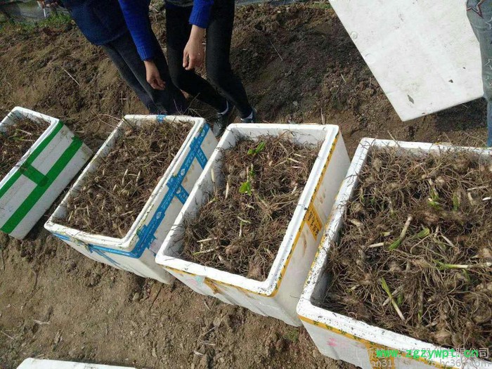 供应两年生**转移栽两年生 白芨块茎  白芨种苗 白芨芽 块苗子图5