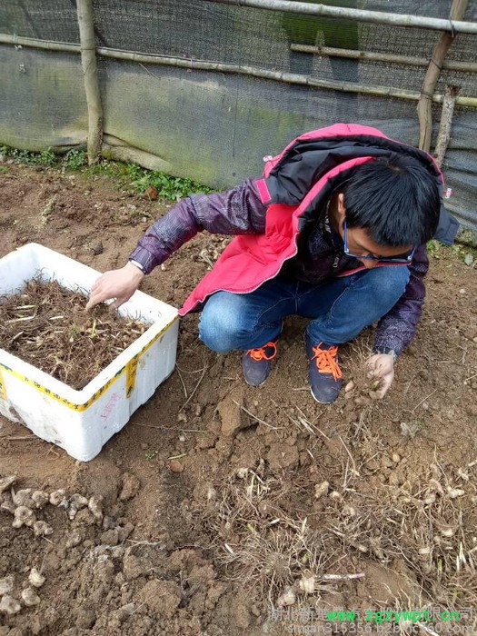 供应两年生**转移栽两年生 白芨块茎  白芨种苗 白芨芽 块苗子图2