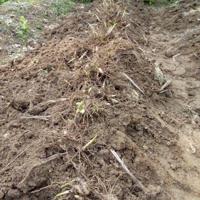 供应两年生**转移栽两年生 白芨块茎  白芨种苗 白芨芽 块苗子