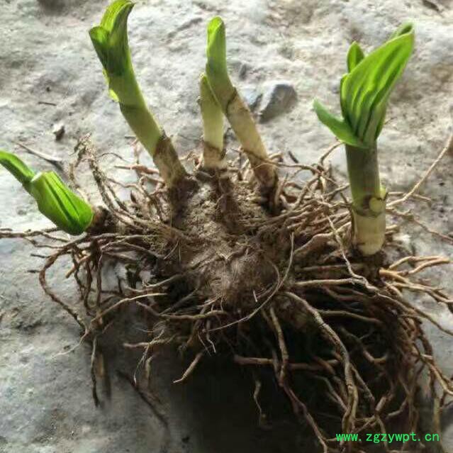 供应两年生**转移栽两年生 白芨块茎  白芨种苗 白芨芽 块苗子图6