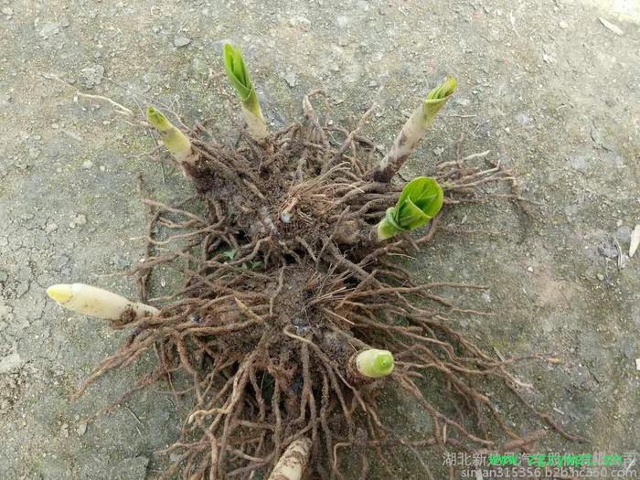 供应两年生**转移栽两年生 白芨块茎  白芨种苗 白芨芽 块苗子图3