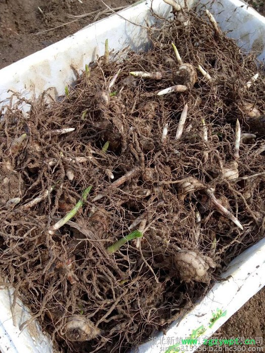 供应两年生**转移栽两年生 白芨块茎  白芨种苗 白芨芽 块苗子图4