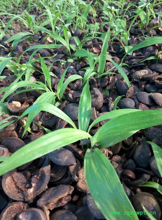 河南云帮农业供应紫花三叉白芨种子、白芨块茎图5