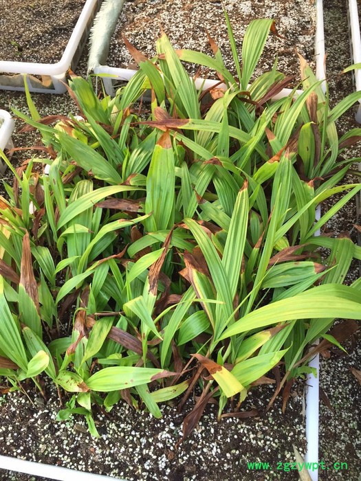 河南云帮农业供应紫花三叉白芨种子、白芨块茎图4