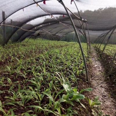 河南云帮农业供应紫花三叉白芨种子、白芨块茎