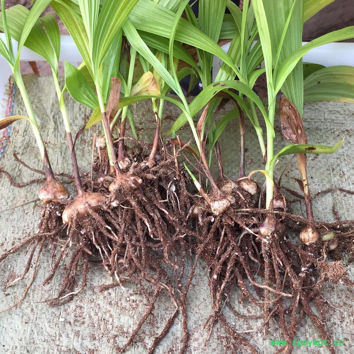 河南云帮农业供应紫花三叉白芨种子、白芨块茎图2