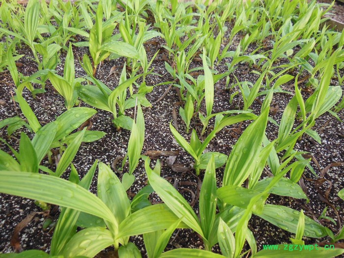 河南云帮农业供应紫花三叉白芨种子、白芨块茎图3