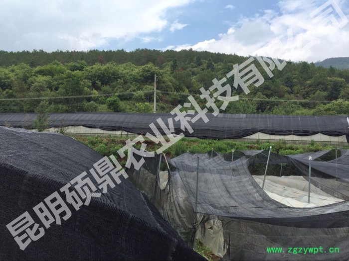 供应白芨种子 白芨种苗 包技术 包回收种植基地重庆 四川 昆明图3