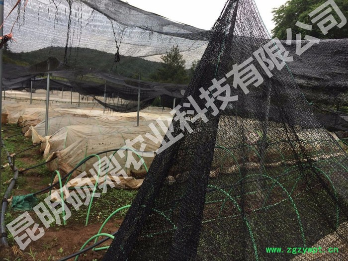 供应白芨种子 白芨种苗 包技术 包回收种植基地重庆 四川 昆明图2