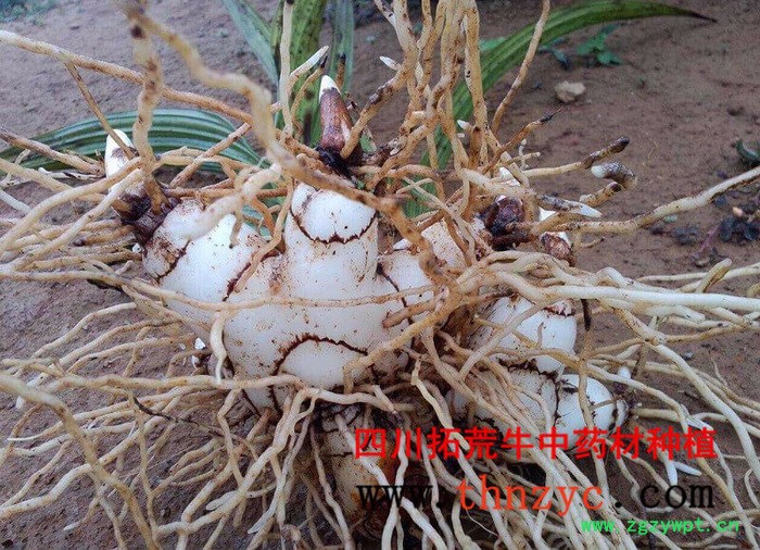 四川白芨种苗出售图6