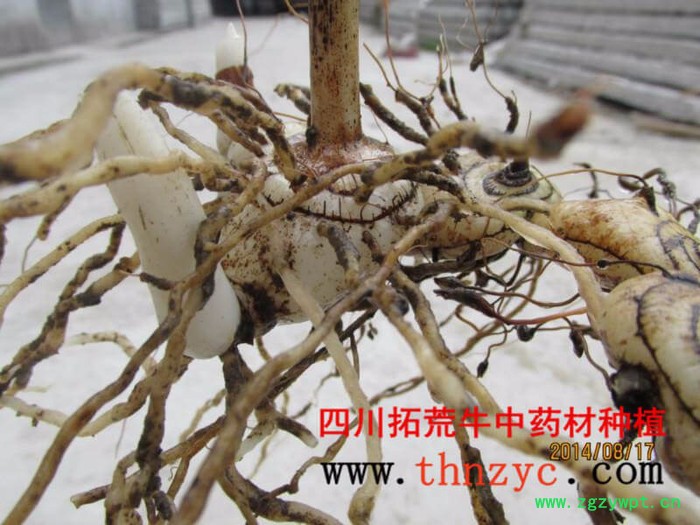 四川白芨种苗出售图5
