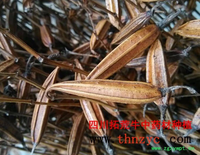 四川白芨种苗出售图3