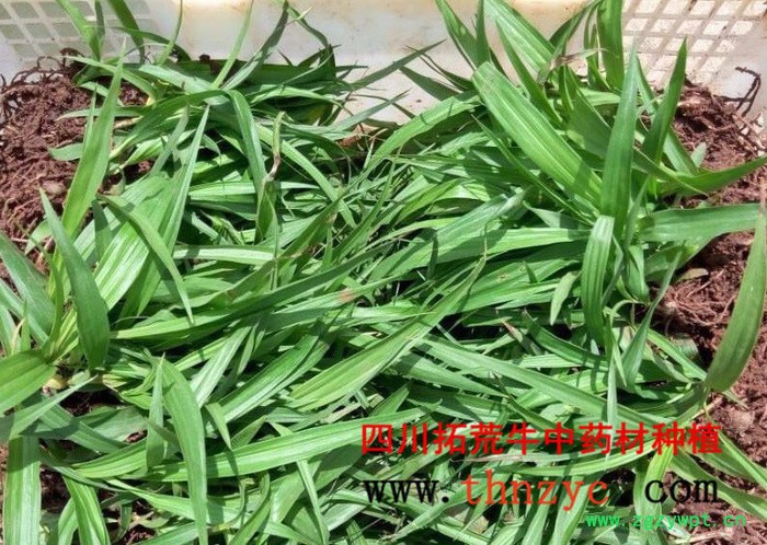 四川白芨种苗出售图2