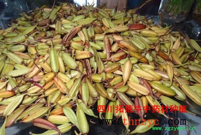 四川白芨种苗出售图4