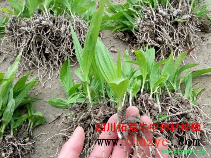 四川白芨种苗出售图8