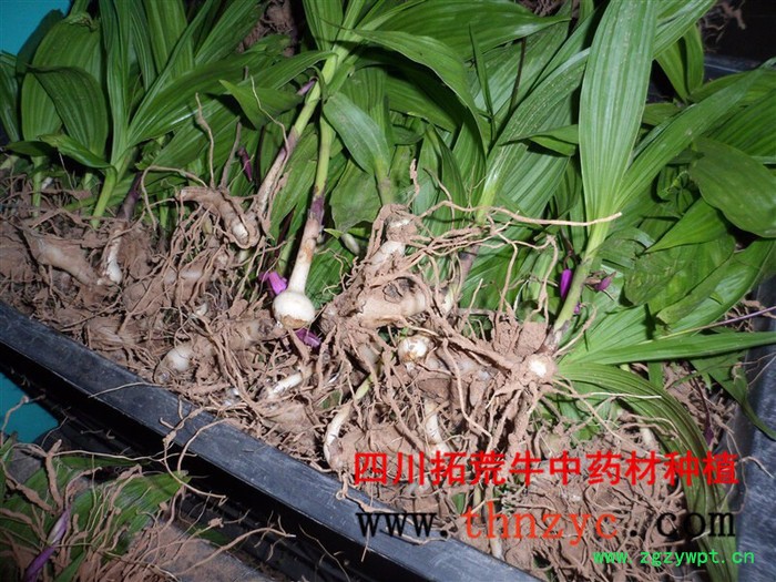 四川白芨种苗出售