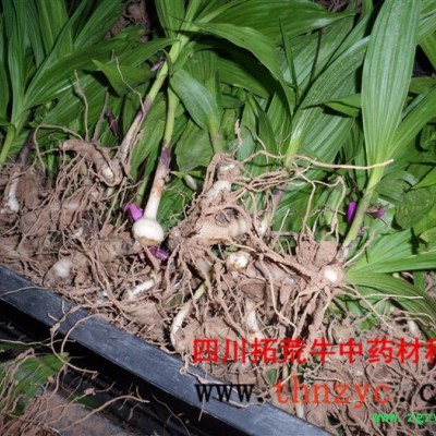 四川白芨种苗出售