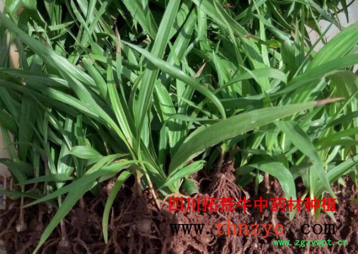 四川白芨种苗出售图7