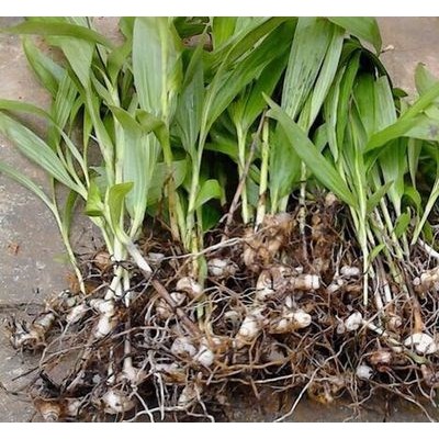 贵州华农能紫花三叉大白芨种植前景大好