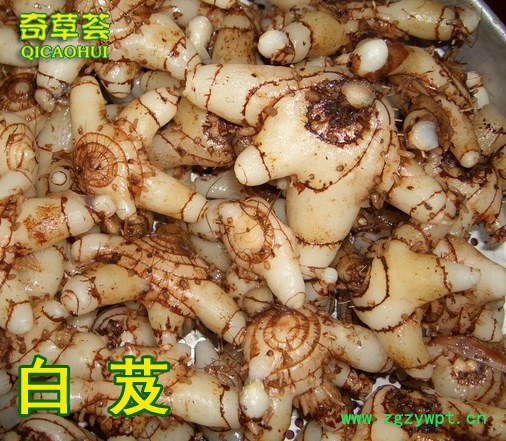 贵州华农能紫花三叉大白芨种植前景大好图2