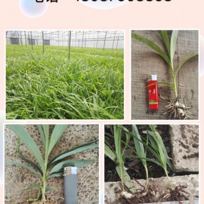 云南普洱**三叉紫花大白芨直播苗驯化苗