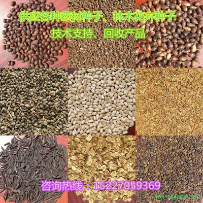 【龙飞种业】药材种子/桔梗种子/黄芪种子/射干种子/红花种子/益母草种子/防风种子/地丁种子/苦参种子/药材种子价格