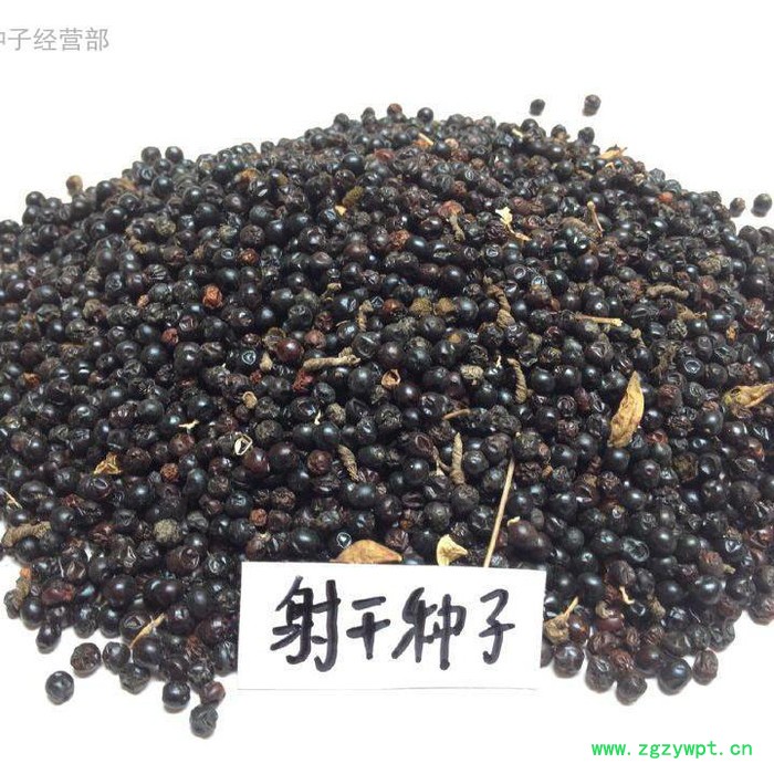 【龙飞种业】药材种子/桔梗种子/黄芪种子/射干种子/红花种子/益母草种子/防风种子/地丁种子/苦参种子/药材种子价格图2