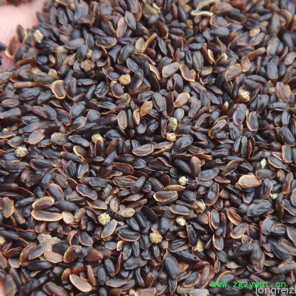 【龙飞种业】药材种子/桔梗种子/黄芪种子/射干种子/红花种子/益母草种子/防风种子/地丁种子/苦参种子/药材种子价格图3