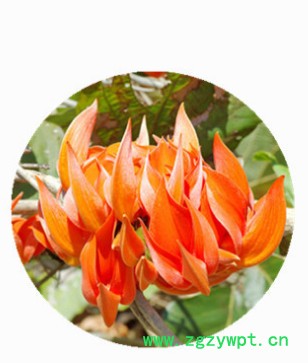 艳紫铆提取物水提 批发艳紫铆粉 泰国红野葛根粉现货图2