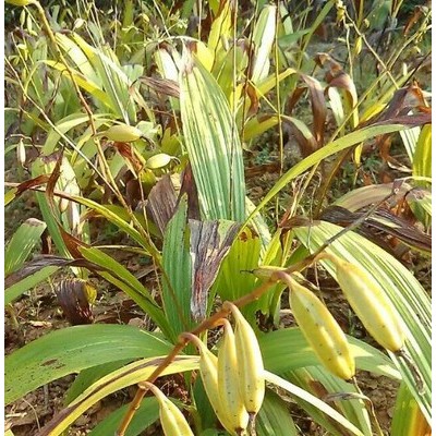 奇草荟白芨种植从温室走向大山
