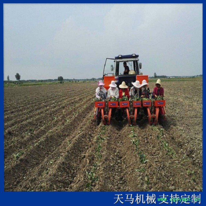 四川药材移栽机供应商  药材栽苗机 知母移栽机 移栽效率高 范围广