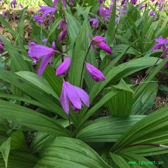 白芨提取物 白芨多糖 厂家发货 斯诺特图8