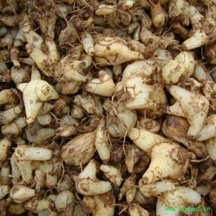 白芨浸膏粉  植物提取物 斯诺特图3