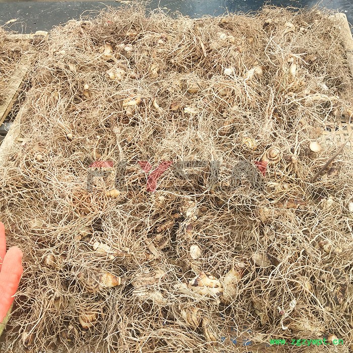 白芨烘干机设备 白芨烘干机 中药材热泵烘干机 小型节能中药材烘干机 厂家设计加工药材烘干机 方信机械图3