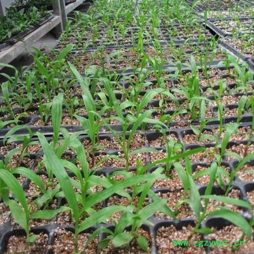 四川峻丰生物科技有限公司 乐山白芨种植 四川白芨 白芨驯化苗图3