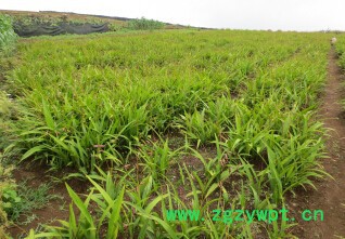 四川峻丰生物科技有限公司 乐山白芨种植 四川白芨 白芨驯化苗图2