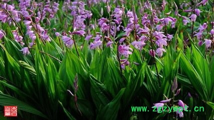 白芨驯化苗 四川白芨 乐山白芨种植 四川峻丰生物科技有限公司图3