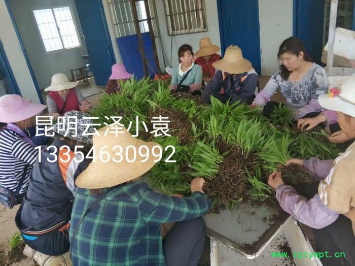 紫花三叉白芨组培驯化苗  云仙堂    白芨种苗 种植白芨/白芨苗/白及苗/正宗紫花三叉白芨种苗 /图2