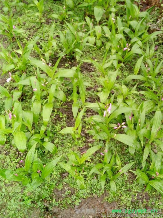 出售紫花三叉白芨种苗图2